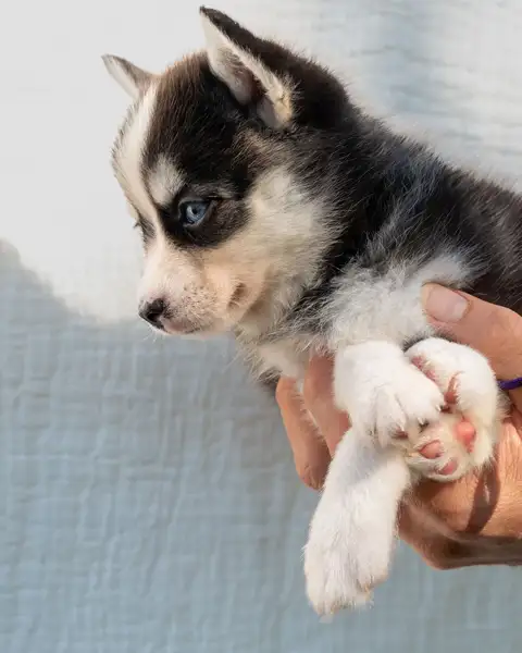 Pomsky Puppies for Sale in Pennsylvania and New York